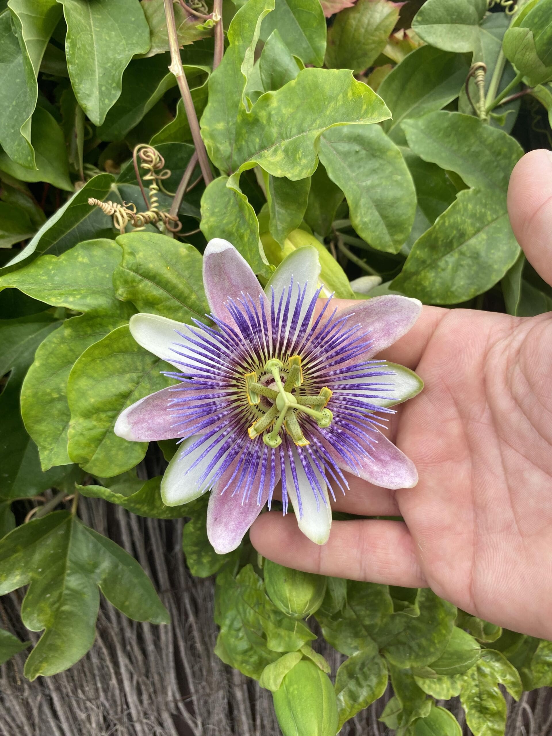 Wandertour Mallorca 14