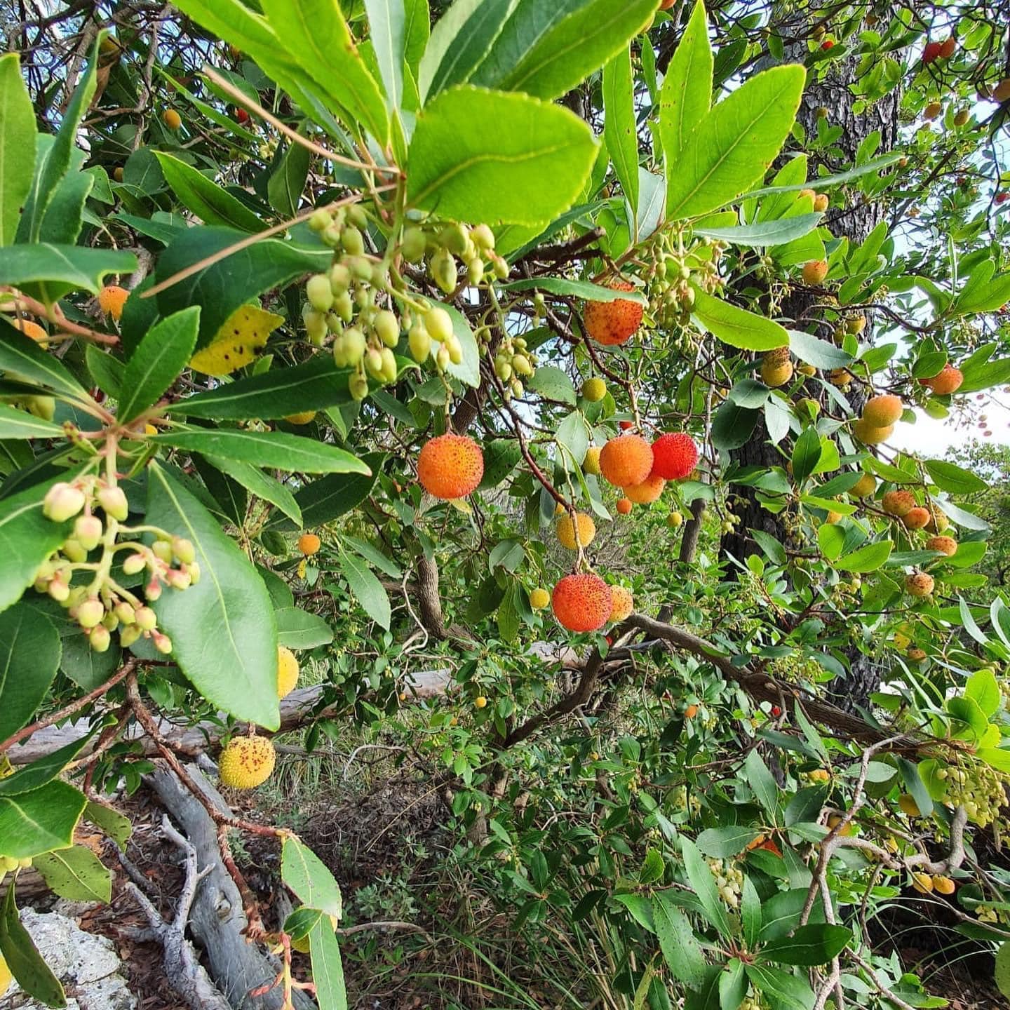 Wandertour Mallorca 17