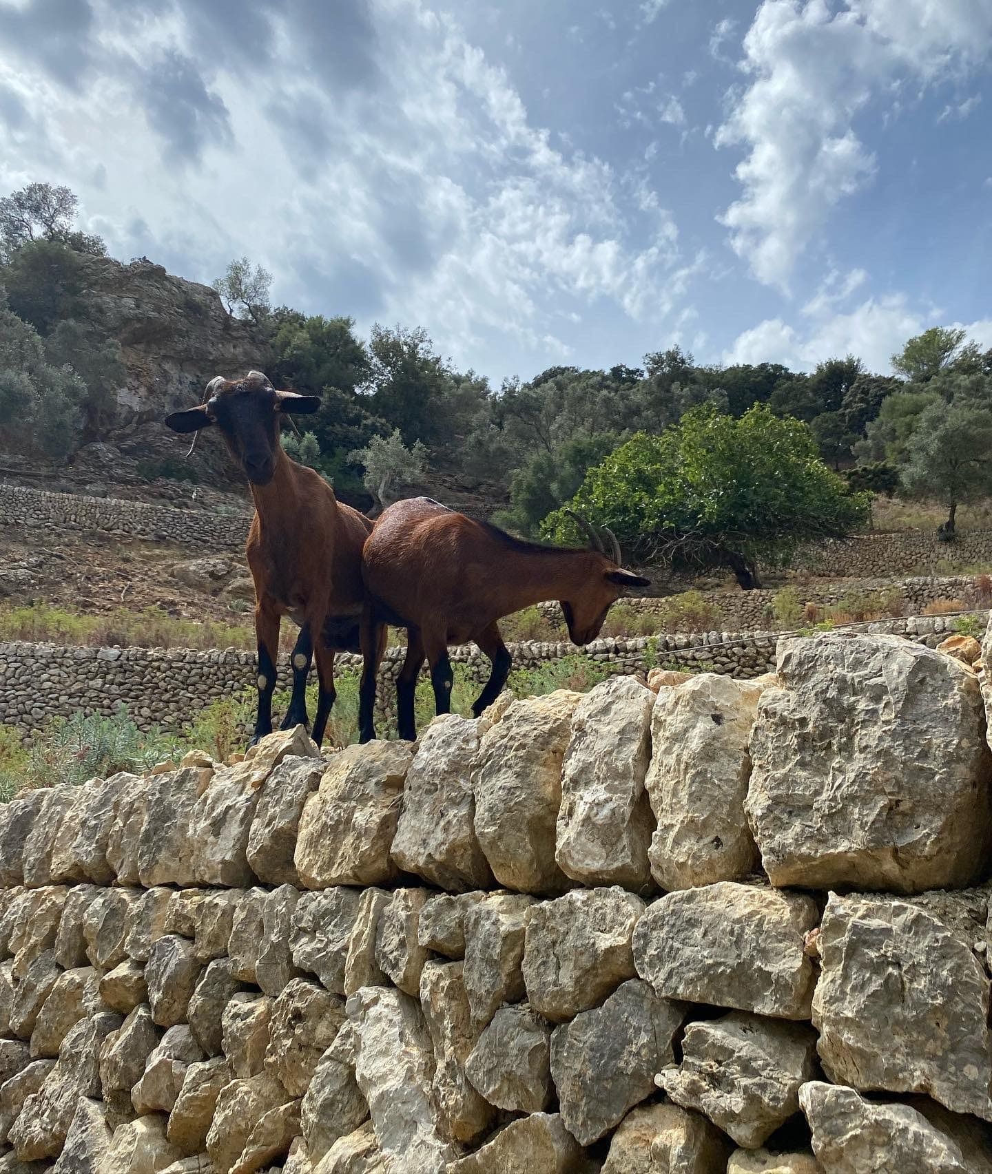 Wandertour Mallorca 2