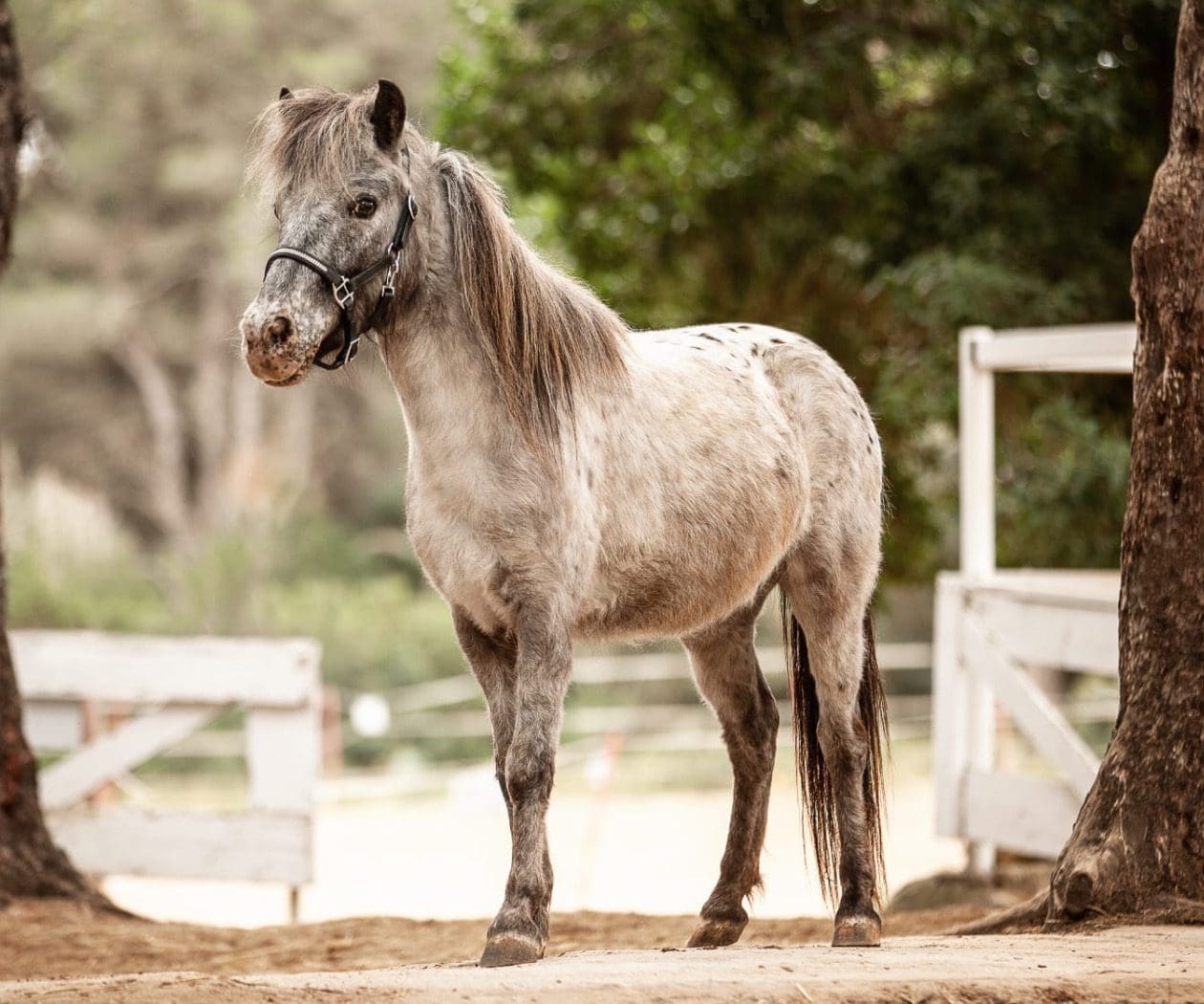 83C53355-38A6-470C-9602-CB1F8C9C61D4 Reiten Cala Ratjada