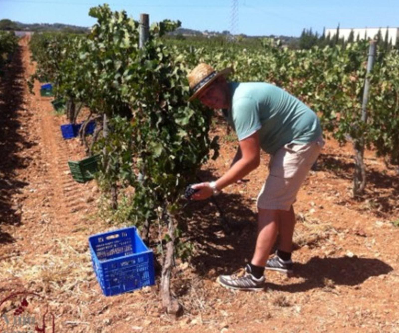 Bodega-Wein-Olivenoel-Verkostung-Tour-M.jpg Weinanbau Mallorca