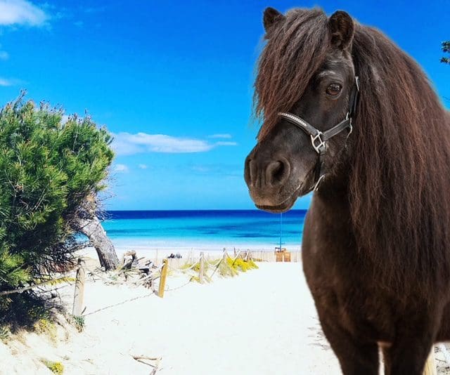 D449ADCA-005F-4DD3-ADBF-6A2DBE005B04 Pony