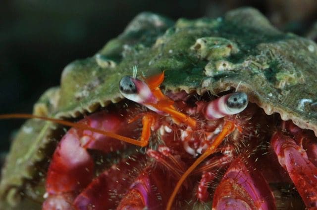 IMG_2534 Unterwasserwelt Mallorca