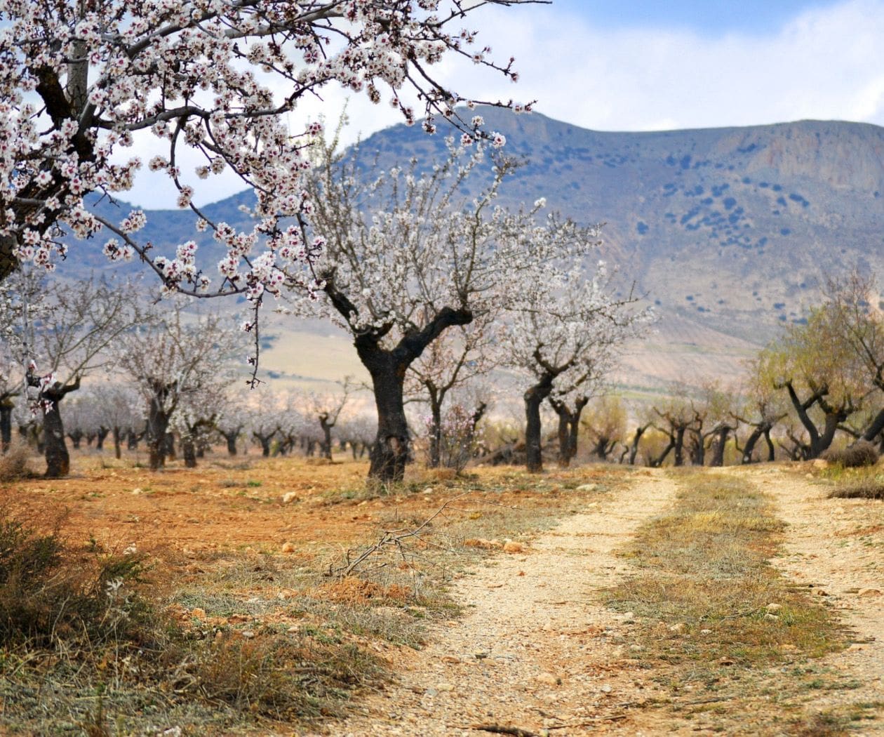 Mandel-Tour-Mallorca.jpg Mandelblüte Mallorca