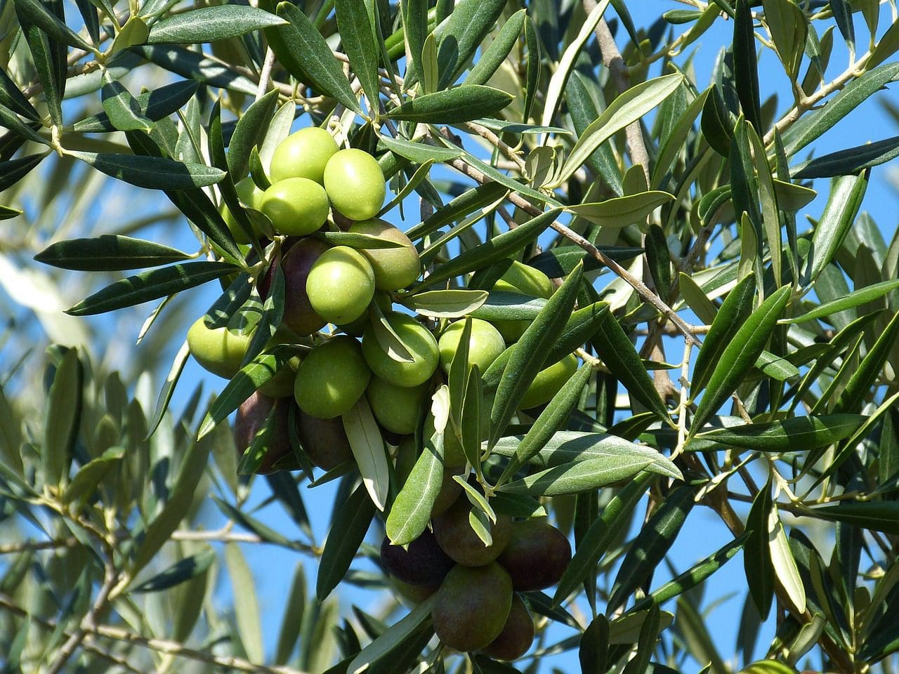 olive-224638_1280