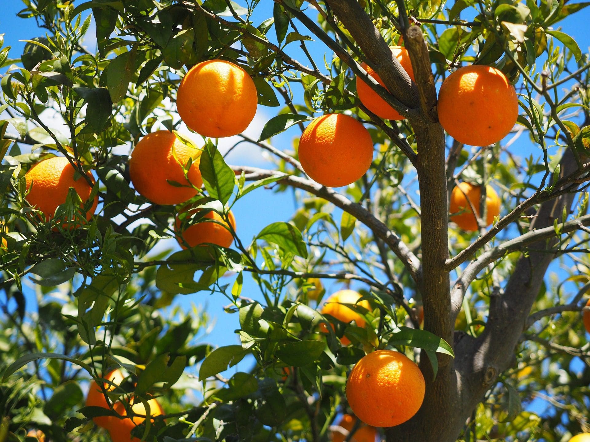 oranges-1117628_1920 Soller Orangental Mallorca